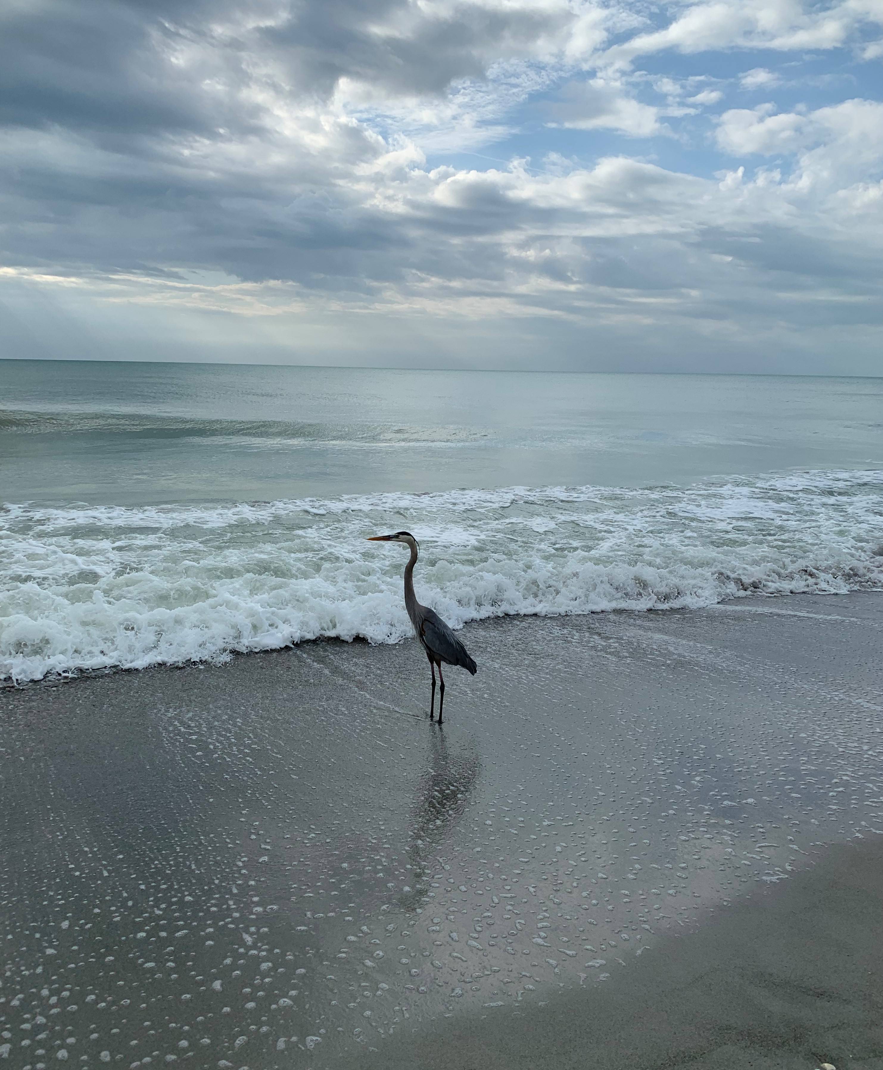 Heron thinking long and hard